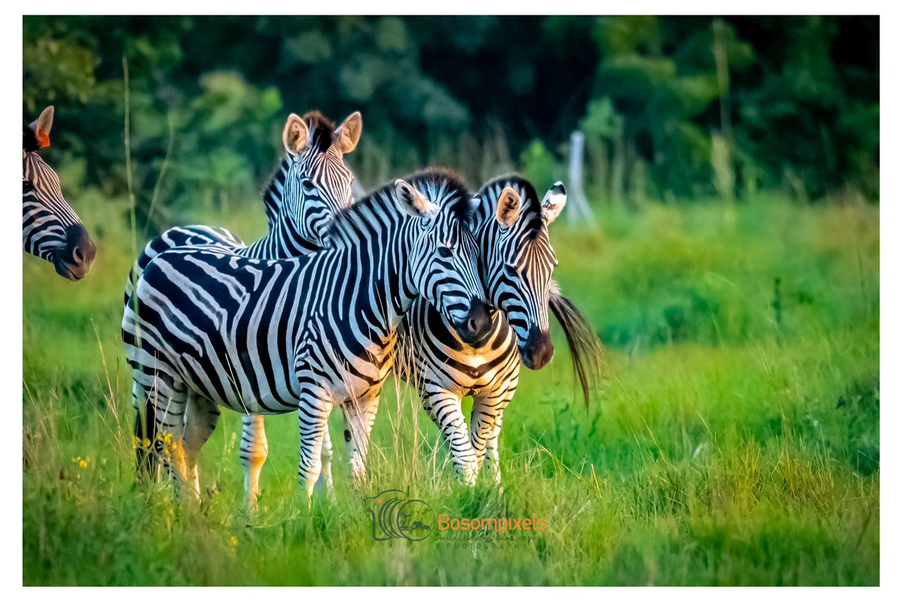 Zebras-Shai sunseeker